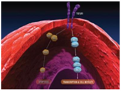 招募临床试验：PD-1抑制剂Pembrolizumab (Keytruda)治疗晚期肝细胞恶性肿瘤