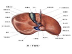 重大突破 肝癌新药regorafenibIII期临床获得成功