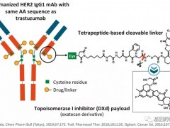 乳腺癌抗体偶联ADC药物T-DM1(Kadcyla、Ado-trastuzumab emtansine)为患者延长一半的生存期