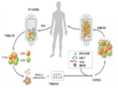 详解 CAR-T 免疫细胞疗法：无进展生存癌症不是梦？