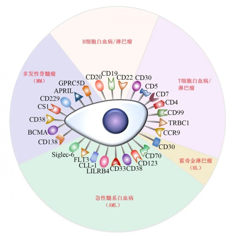 血液系统恶性肿瘤的潜在治疗靶点