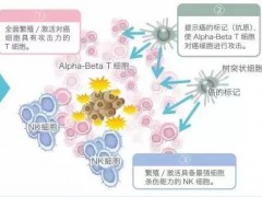 国内癌症患者热衷的日本免疫细胞疗法有哪些先进之处？