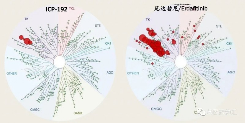 ICP-192和厄达替尼毒性对比