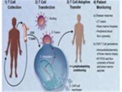 CAR-T细胞疗法进展列表