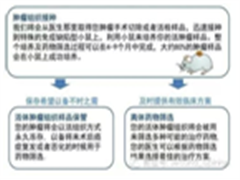 I-Graft™自体肿瘤移植模型药物筛选试验