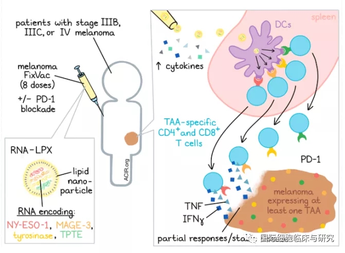 黑色素瘤RNA疫苗FixVac