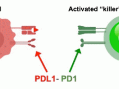 免疫疗法治疗肺癌,九大肺癌免疫治疗(PD-1/PD-L1)治疗药物为肺癌患者开启长存之门