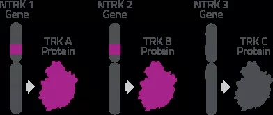 NTRK基因