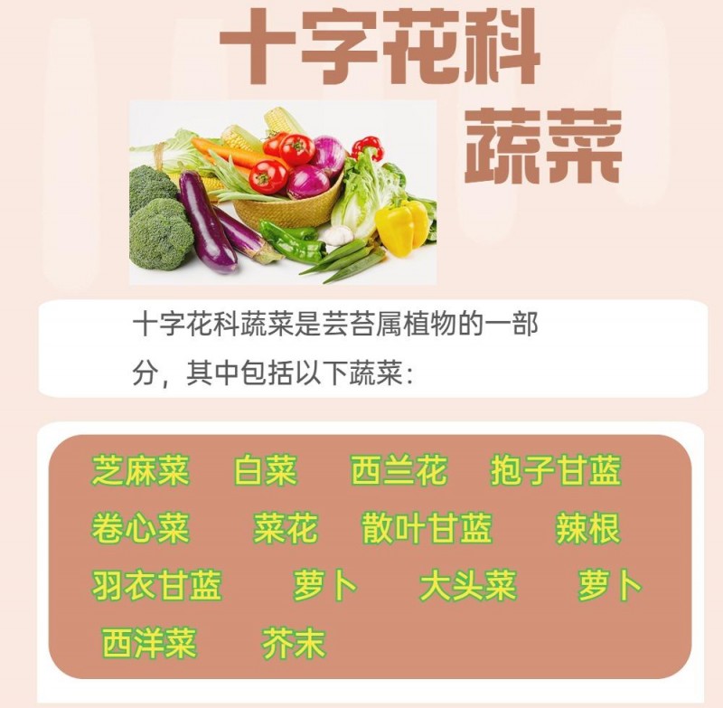 十字花科蔬菜