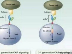 T细胞疗法进一步发展需要相互组合