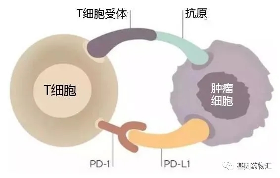 PD-1和PD-L1在细胞的表达