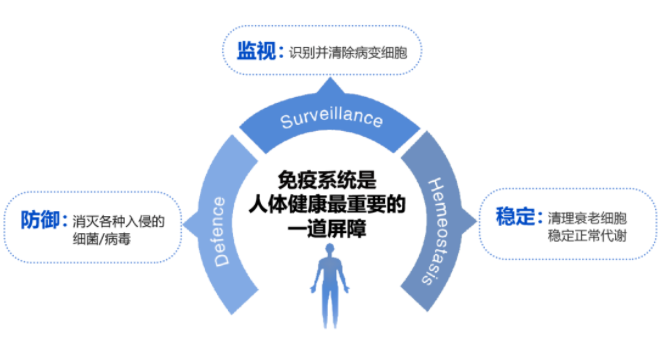 免疫系统的作用