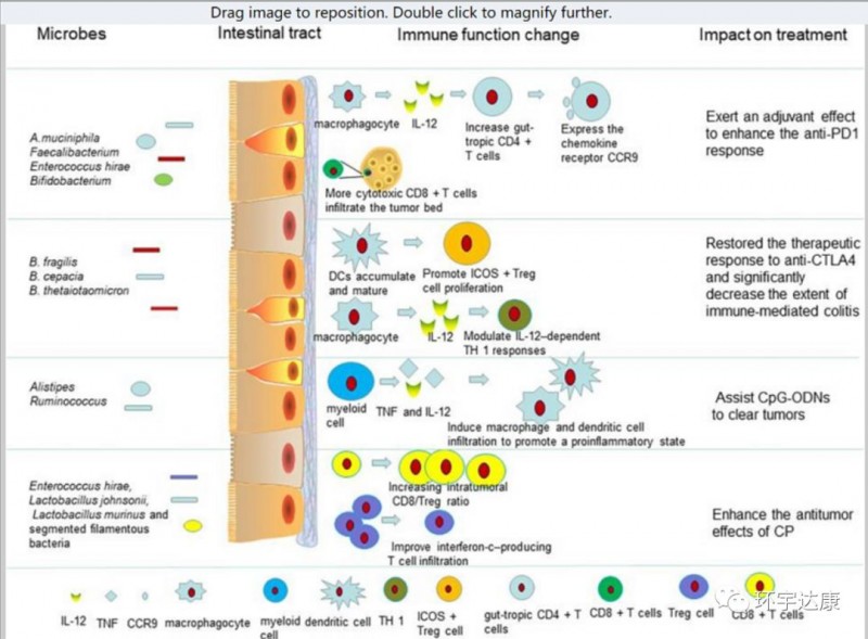 肠道菌群通过调节免疫系统影响药物对肿瘤的治疗效果