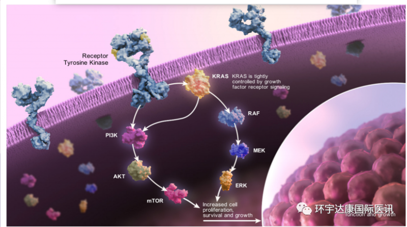KRAS信号:细胞生长和存活的关键调节因子