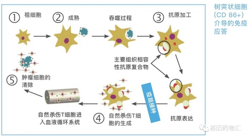 树突细胞疗法治疗原理