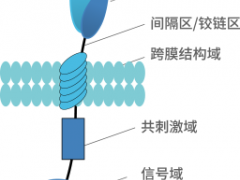 首款滤泡性淋巴瘤CAR-T细胞疗法Yescarta(Axicabtagene Ciloleucel、Axi-Cel)正式上市