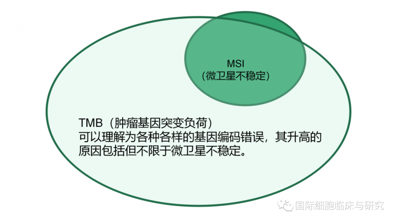 微卫星和肿瘤突变负荷