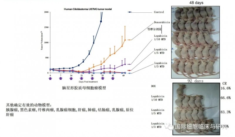 莱古比星小鼠试验