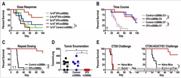 CAR-T治疗结直肠癌小鼠试验数据