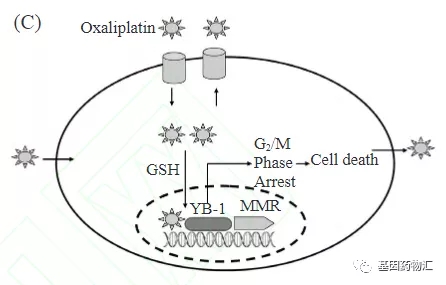 奥沙利铂的作用机理