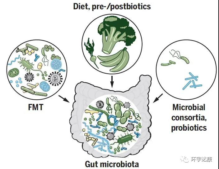 肠道益生菌和饮食
