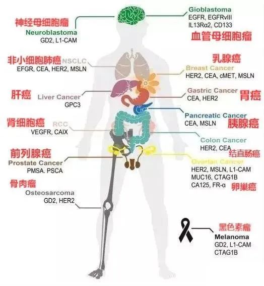 CART细胞疗法的靶点