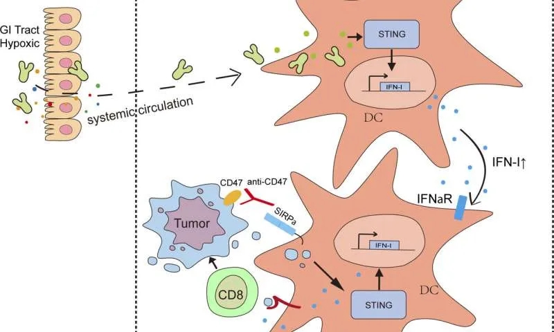 抗-CD47治疗又称CD47阻断疗法