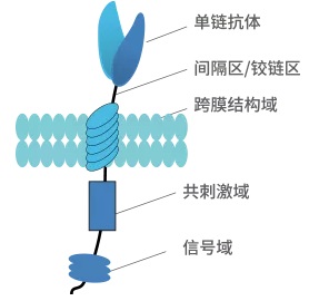 嵌合抗原受体CAR