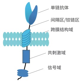 CAR-T细胞结构