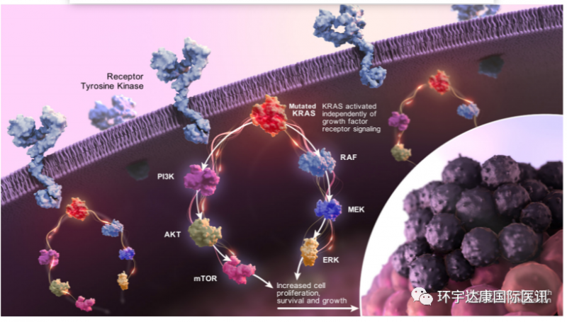 KRAS异常信号:突变的KRAS活性不受控制