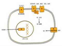 治疗神经内分泌肿瘤的全新方法—肽受体放射性核素治疗（PRRT）