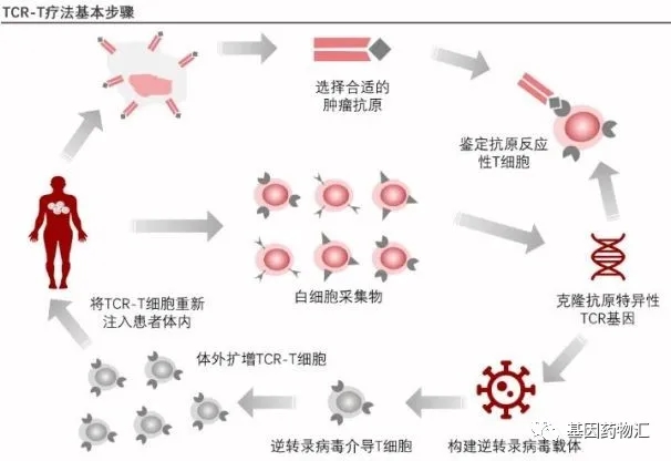 TCR-T疗法基本步骤