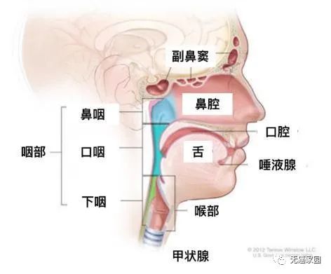 头颈部肿瘤好发部位示意图