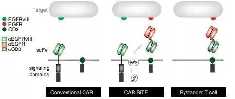 表达双特异性抗体的CAR-T细胞