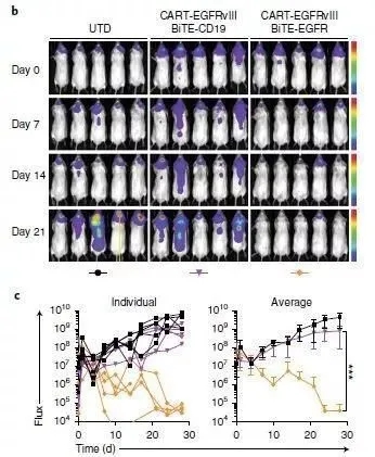 分泌BiTE靶向EGFR的CART-EGFRvIII细胞，让小鼠脑内的肿瘤在3周之内显著缩小甚至完全消失