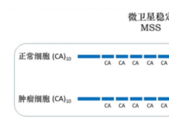 微卫星不稳定(MSI)是什么意思