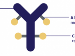 尿路上皮癌治疗方案,FDA加速批准了Enfortumab Vedotin-ejfv(Padcev)联合帕博利珠单抗用于治疗一线治疗不适合接受含顺铂化疗的局部晚期或转移性尿路上皮癌