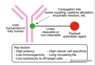 抗体偶联药物结构模式