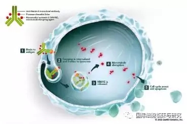 Padcev的作用机理