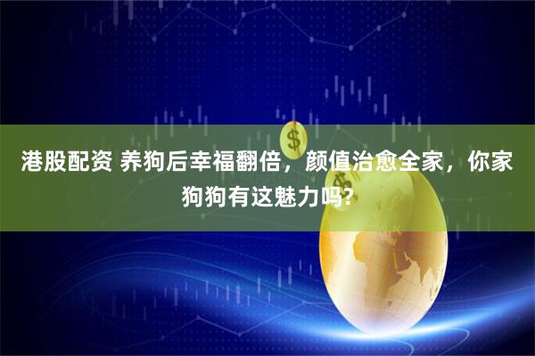 港股配资 养狗后幸福翻倍，颜值治愈全家，你家狗狗有这魅力吗?
