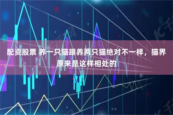 配资股票 养一只猫跟养两只猫绝对不一样，猫界原来是这样相处的